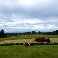AvineyardintheWillametteValleywithanovercastsky