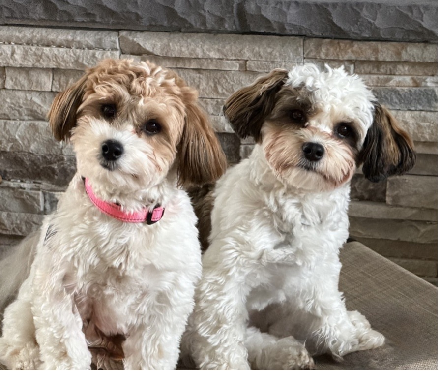 Two Havanese puppies sit on a cushion in front of a brick wall.