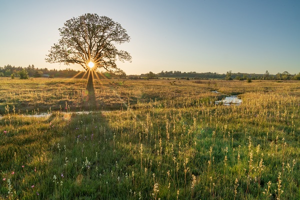An Oregon Morning - Sunburst thru an Oregon White Oregon. Kingston Prairie Preserve, Stayton, Oregon.