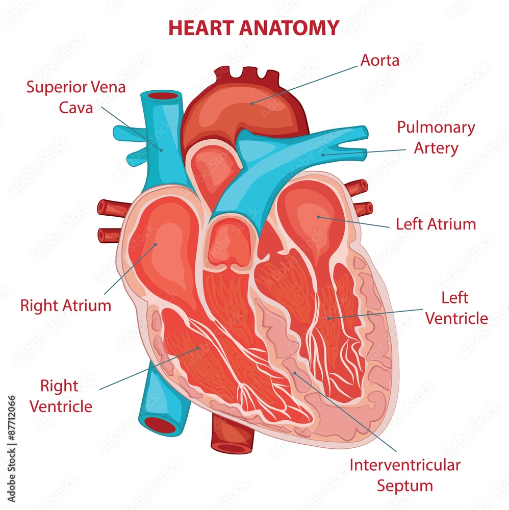 heartanatomy