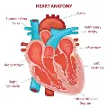 salemhealth-heart-structural-graphic-23