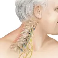 Spineillustration