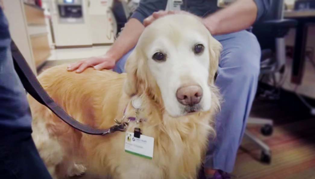 Pet therapy dog on the job
