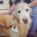 Anamazingpettherapydog
