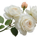Whiteroses