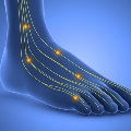 Computerillustrationofthenervepathwaysofthefeet