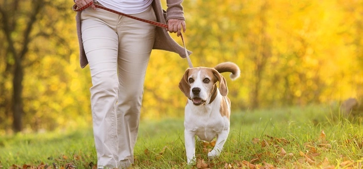 walkingadoginthefallleaves