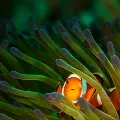 Clownfish