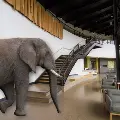 elephantphotoshoppedintoBuildingMlobby