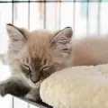 Asleepykitten