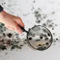 examininghouseholdallergensandmoldonpaintwithamagnifyingglass