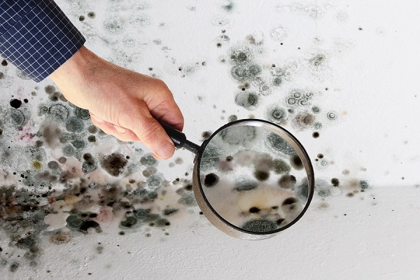moldy corner household allergens