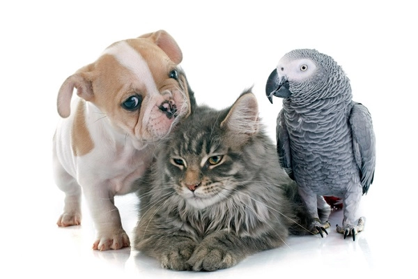 pets pets and smoking