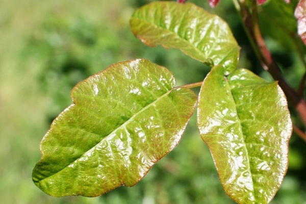 poisonoak