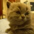 Kittyfallingasleepgif