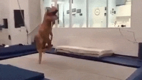 trampoline gif trampoline gif