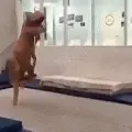personindinosaurcostumejumpingontrampolinegif