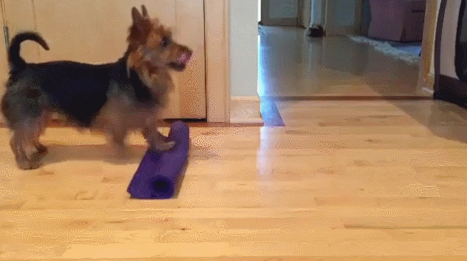 yoga gif yoga gif