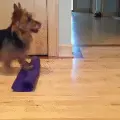 Dogunrollsyogamatgif